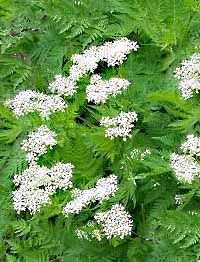 Pimpinella anisum plant